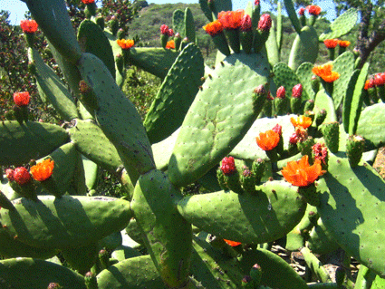 cactus